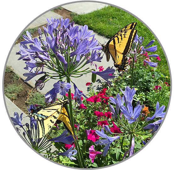 Attract Butterflies and Hummingbirds